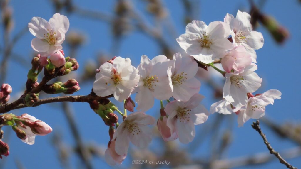 2024年3月の桜の花