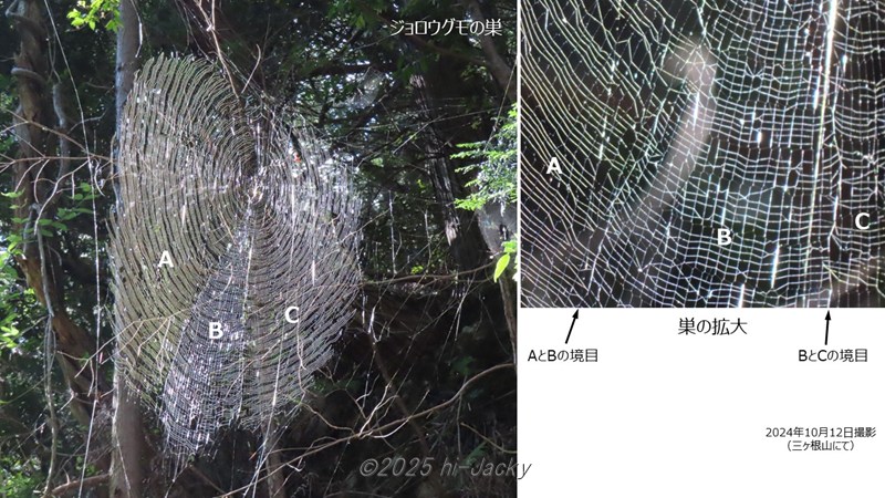3つの領域に分かれたジョロウグモの巣