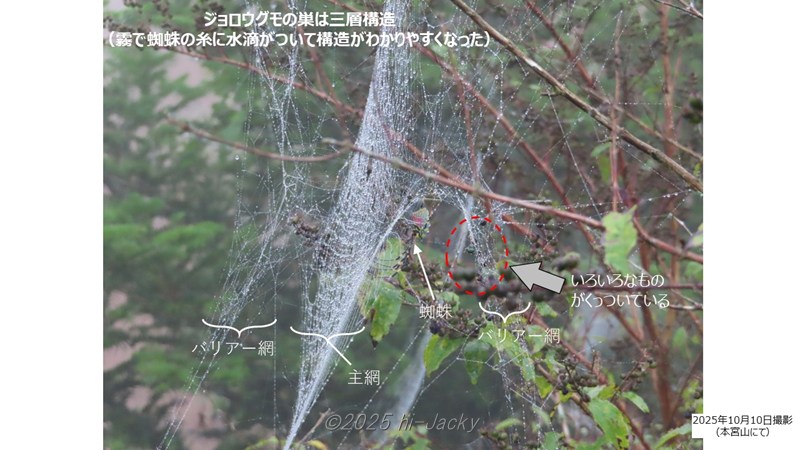 三層構造がわかるジョロウグモの巣
