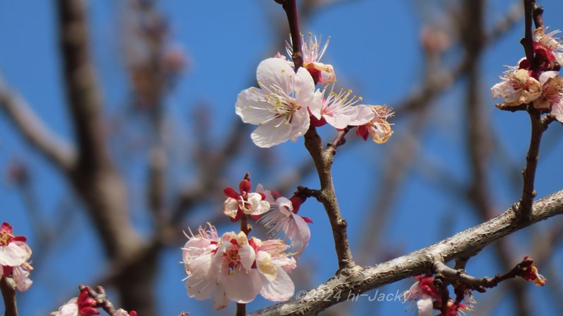 さくらの花