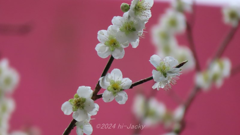 さくらの花