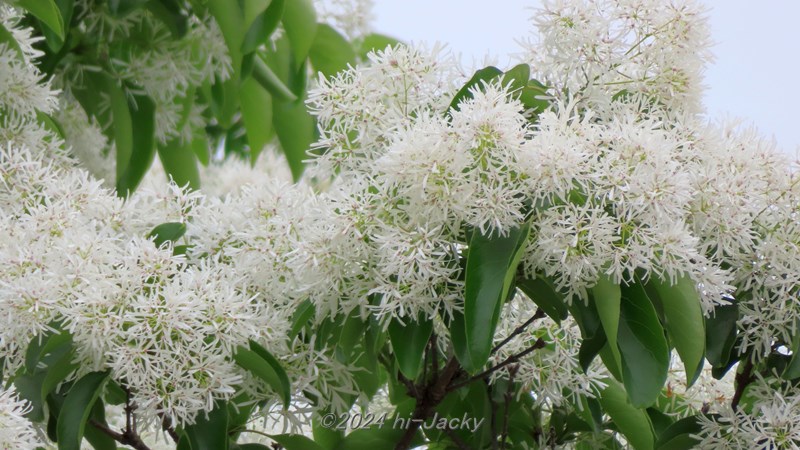 なんじゃもんじゃ，ヒトツバタゴの花