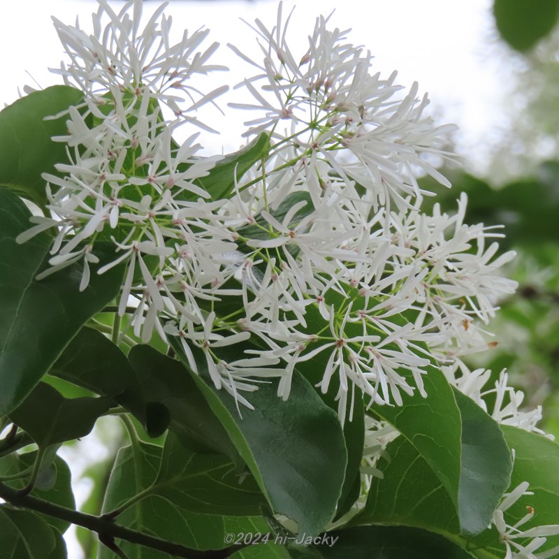 なんじゃもんじゃ，ヒトツバタゴの花