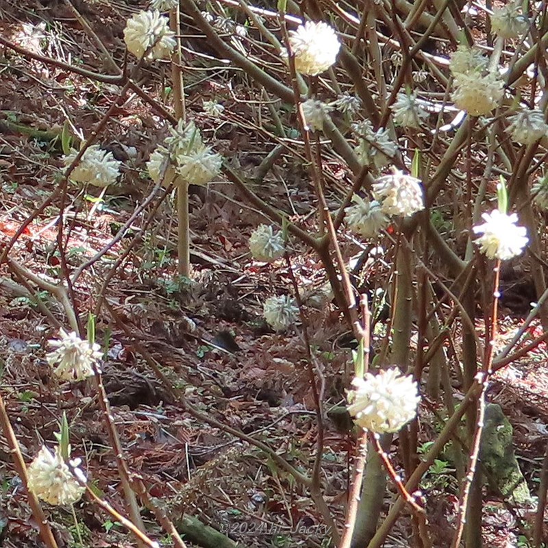 宇連山のミツマタ