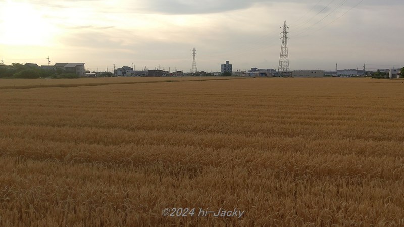 麦畑の麦秋