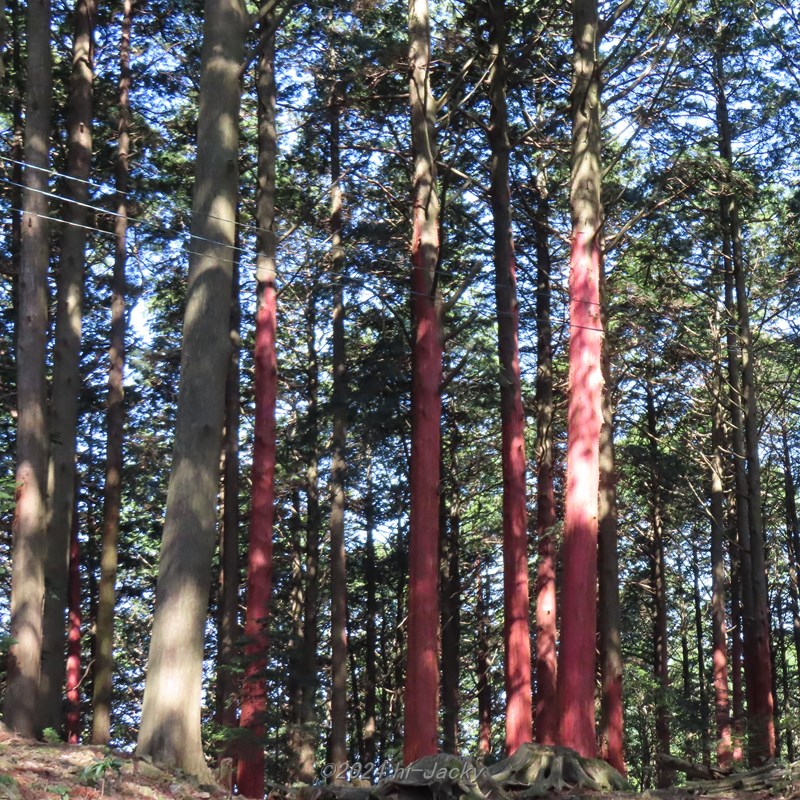 檜の赤い森