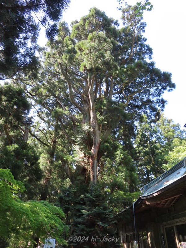 本宮山の千年杉
