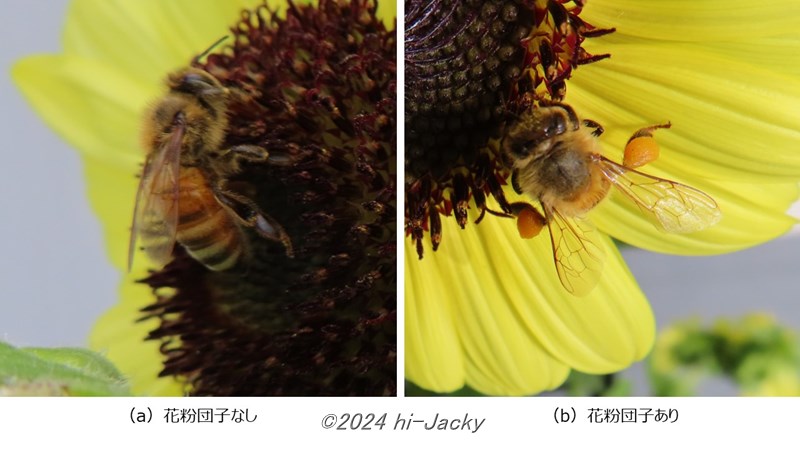 花粉団子のあり・なし