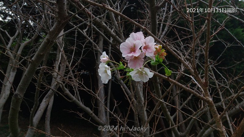 2021年10月の桜の狂い咲き