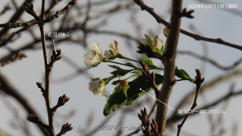 2024年10月の桜の狂い咲き