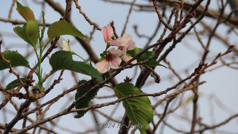 2024年10月の桜の狂い咲き