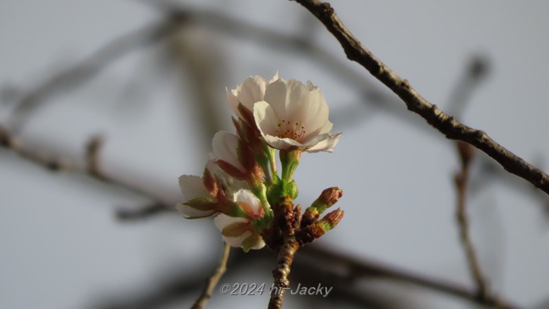 2024年10月の桜の狂い咲き