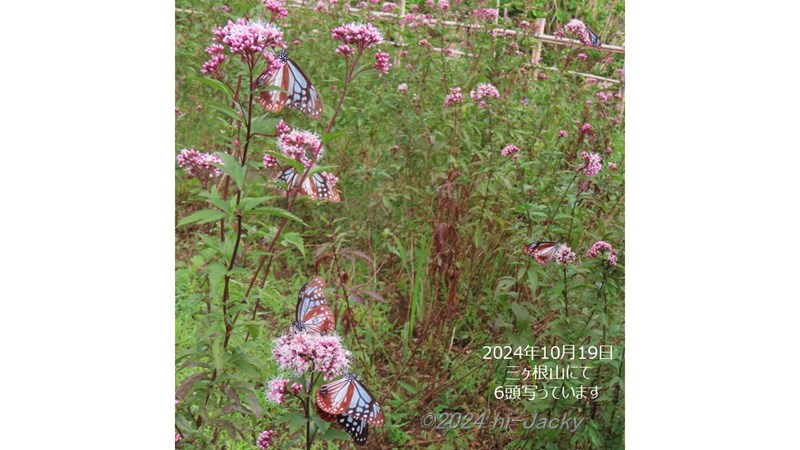 フジバカマに集まったたくさんのアサギマダラ