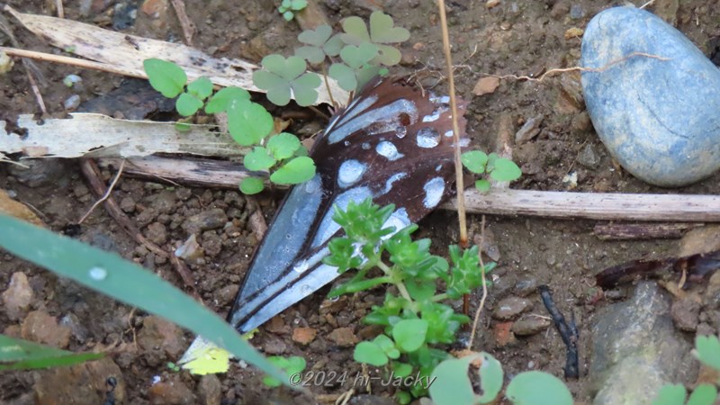 アサギマダラの無残な姿