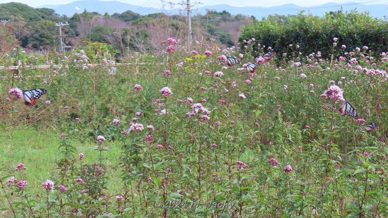 三ヶ根山のフジバカマの蜜を吸うアサギマダラ