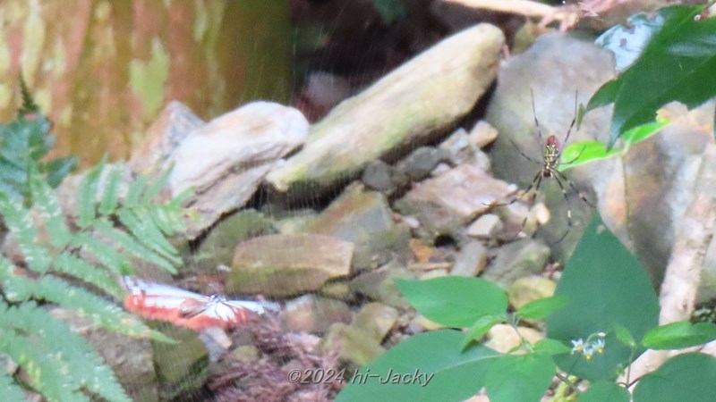 蜘蛛の巣の近くを飛ぶアサギマダラ