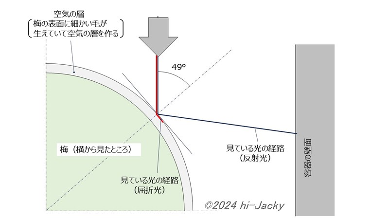 梅の表面で全反射が起こっていることの説明をする図