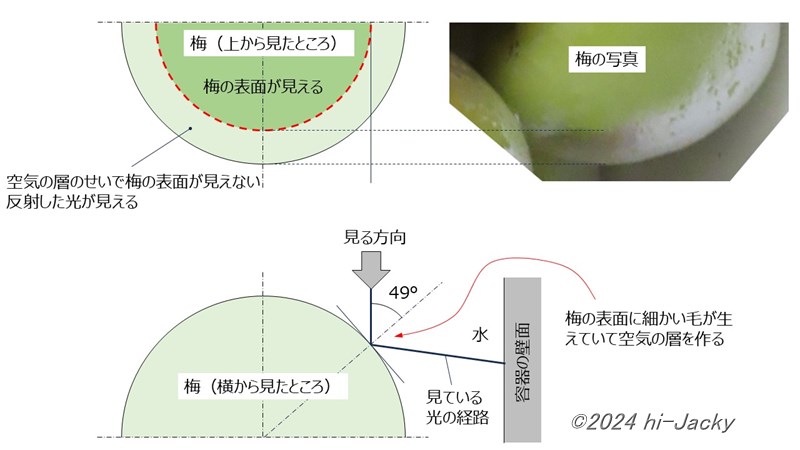 梅で全反射が起きていることを説明する図