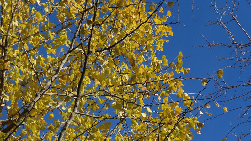 本宮山のイチョウの紅葉