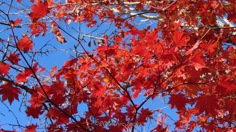 本宮山の紅葉