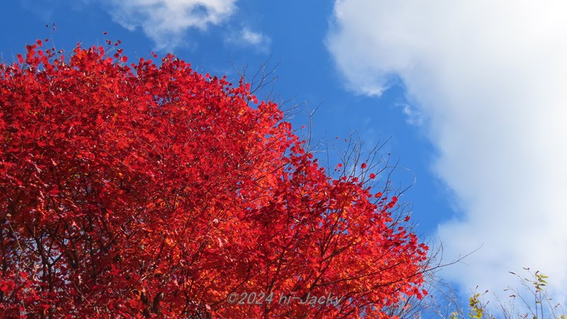 本宮山の紅葉