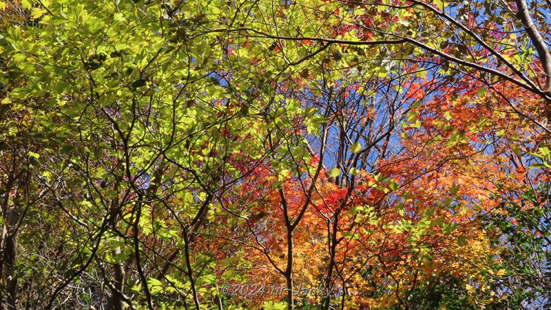 本宮山の紅葉