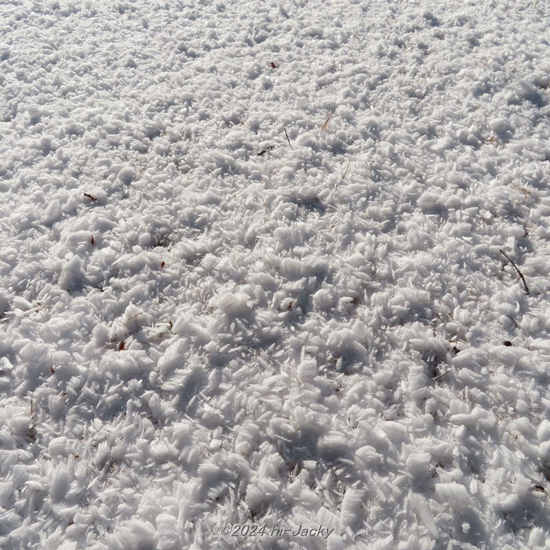 霧氷が木から落ちたものが積もったところ