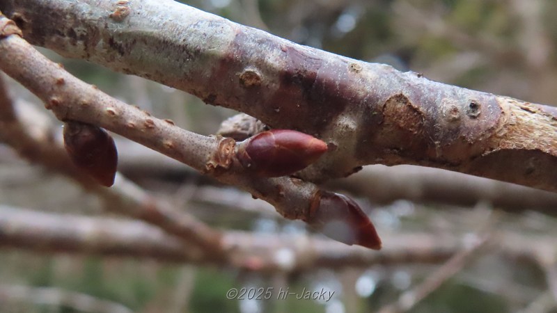 1月の桜のつぼみ