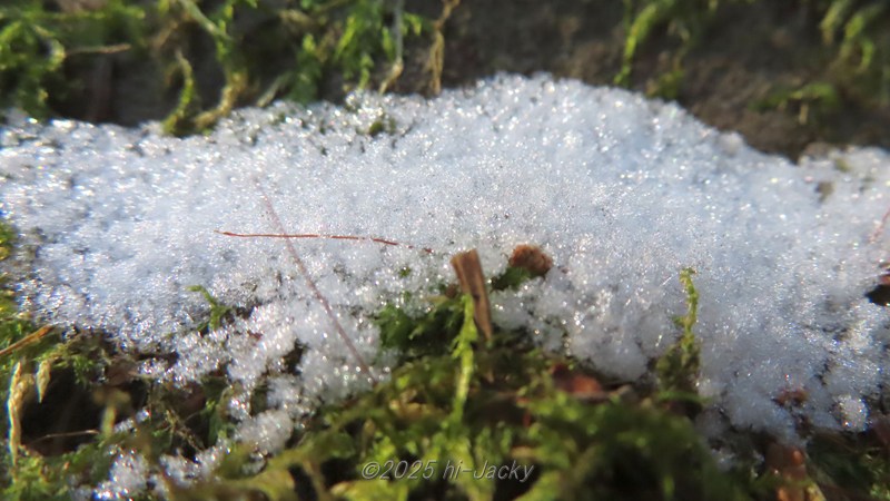 苔の上に積もった雪