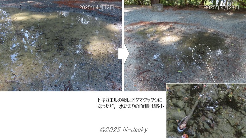 水たまりに産み付けられたヒキガエルの卵