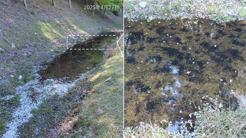 池で生まれたヒキガエルのオタマジャクシ