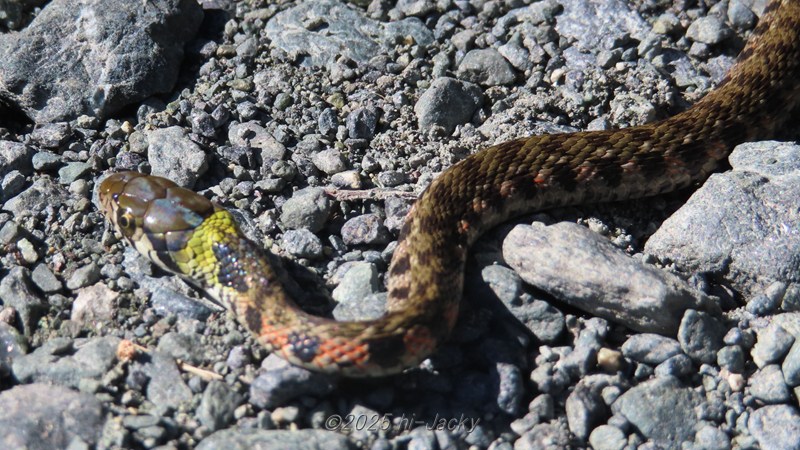 ヤマカガシのアップ