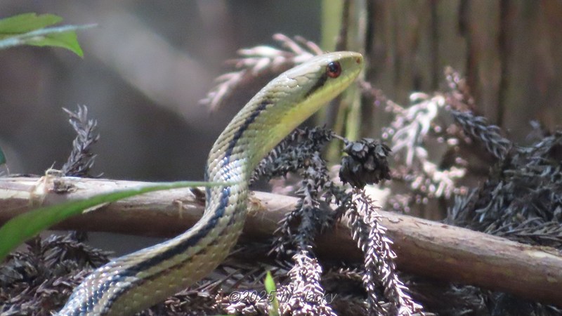 シマヘビ