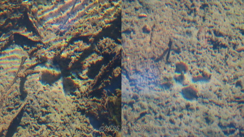 アメンボが水に浮かび水面の形状が変化することで光が屈折し明るさが変化した様子