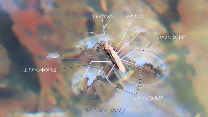 2匹のアメンボがくっついて水に浮かぶ様子