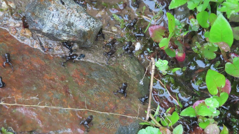 池の水辺を歩く子ガエルたち