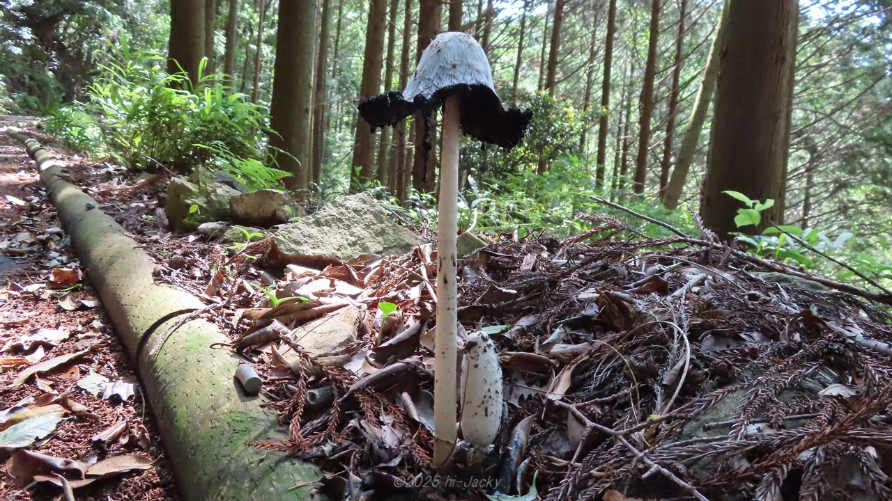 ササクレヒトヨタケ