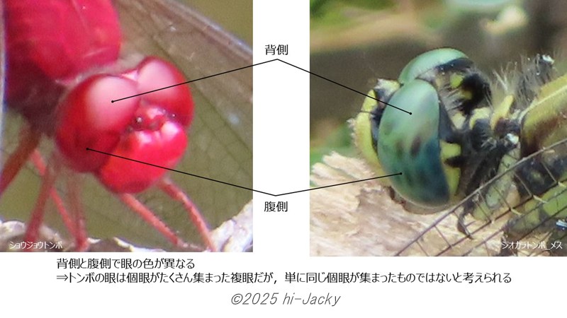 ショウジョウトンボとシオカラトンボの複眼