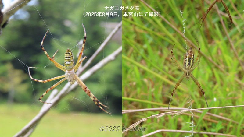 ナカコガネグモ