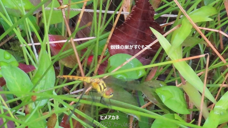 ヒメアカネのすぐそばに蜘蛛の巣あり