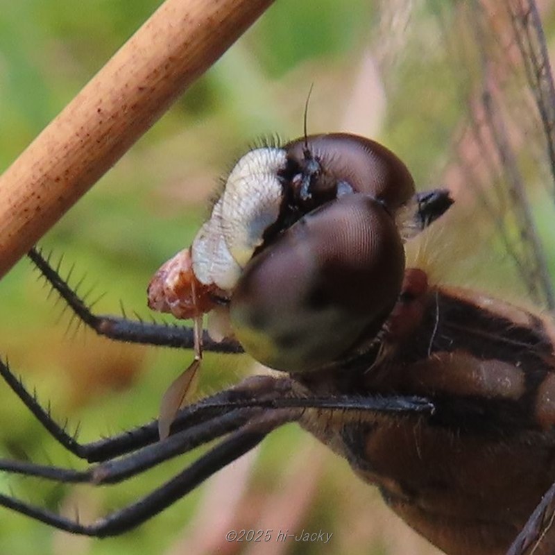 ヒメアカネのドアップ写真