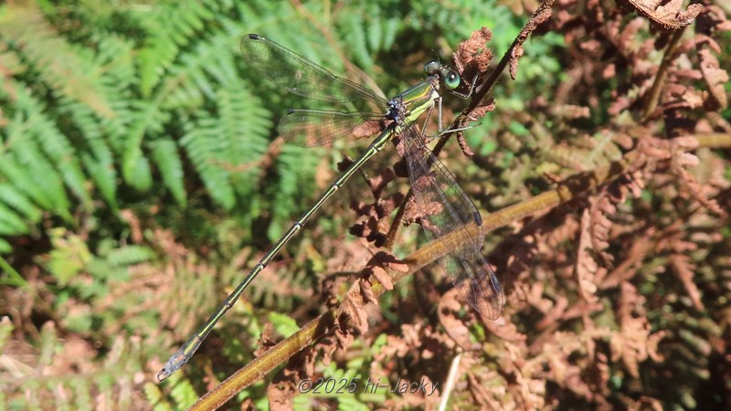 アオイトトンボ」