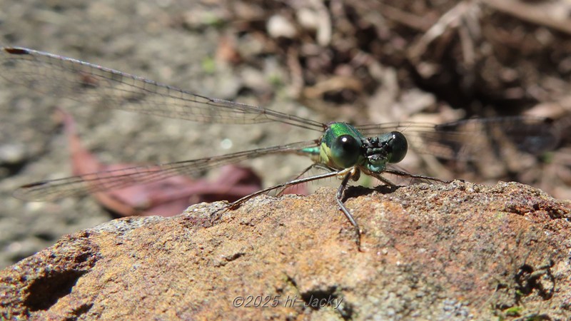 アオイトトンボの顔