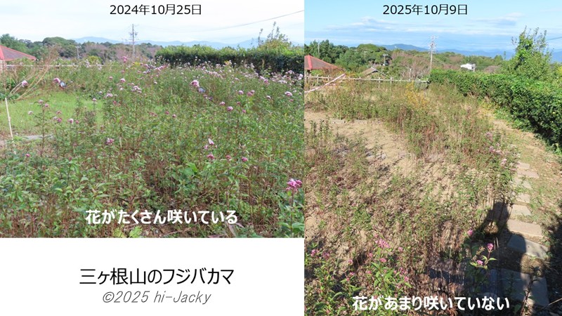 三ヶ根山のフジバカマ