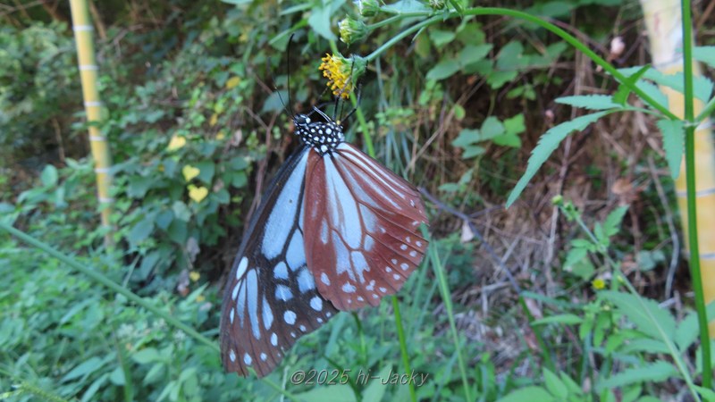 メスのアサギマダラ