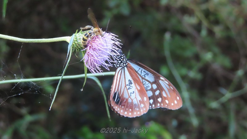 マーキングされたオスのアサギマダラ