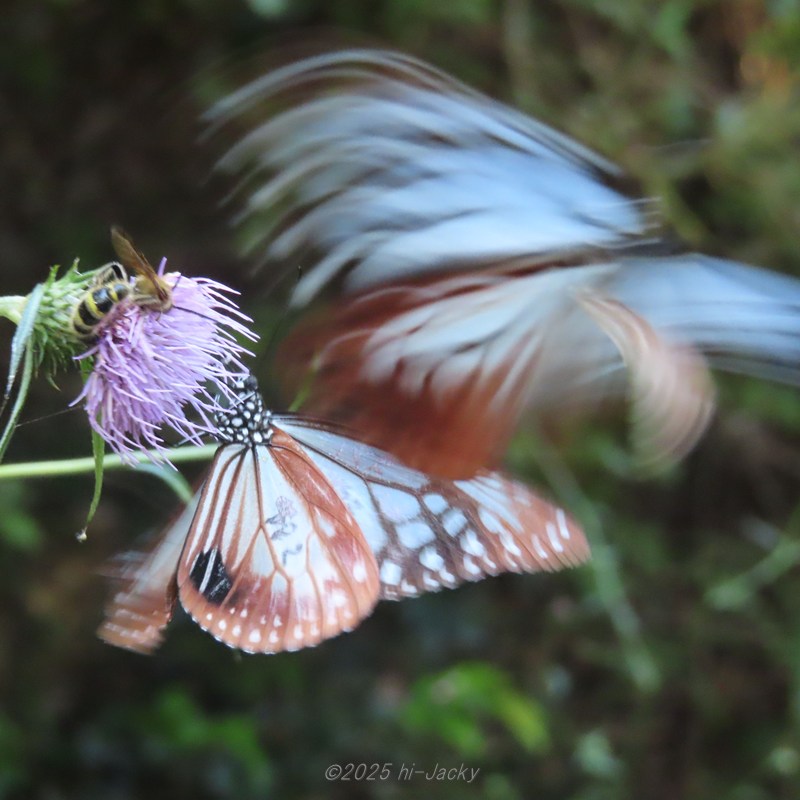 飛んでいるアサギマダラ