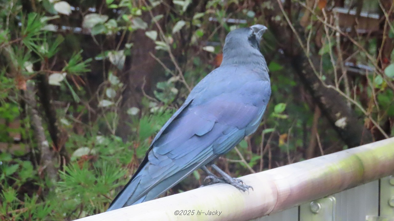 青色のカラス