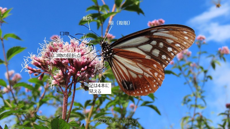 アサギマダラの体