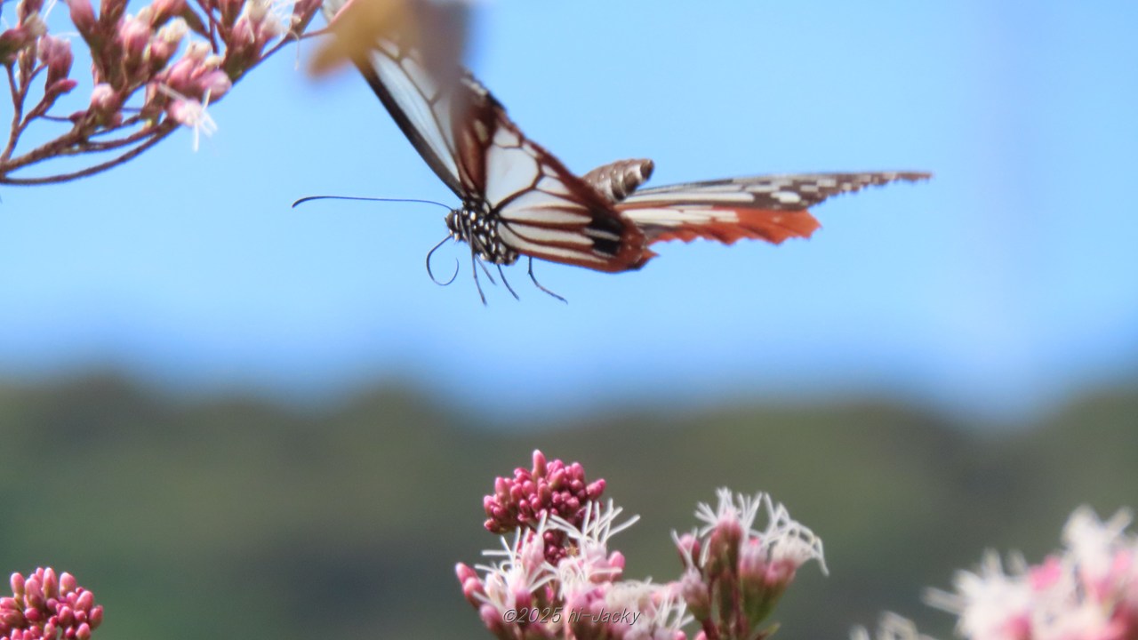 飛んでいるアサギマダラ